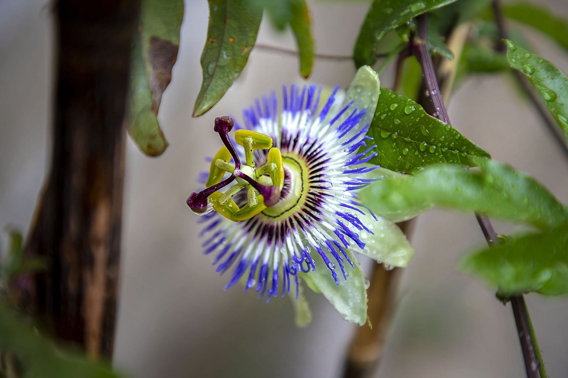 Passion flower helps to manage anxiety. (Image via Vecteezy/ Eduard Zayonchkovski)